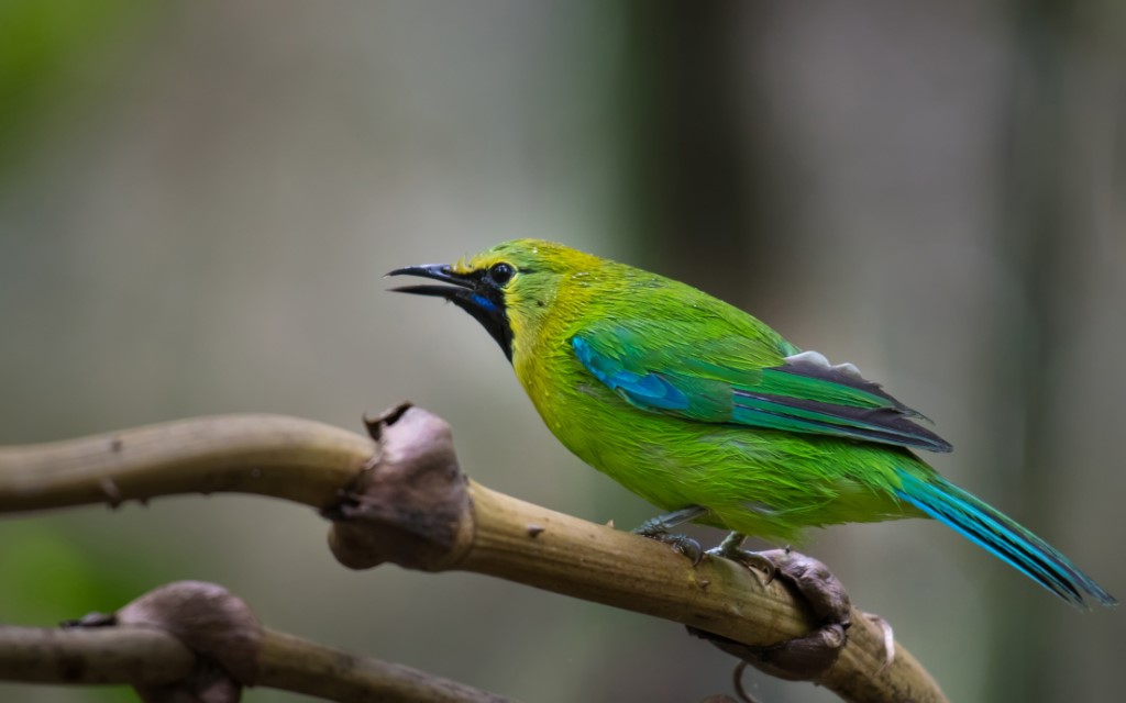 Blue-winged Leafbird